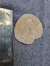 FOSSILIZED Sand Dollar  Echinoid Sea Urchin Echinoderm Class Echinoidea