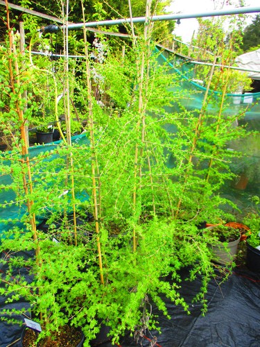 6ft inc pot - pot, larch