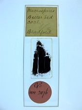 Antique microscope slide. James How. Macrospores from Better bed Coal. Bradford.