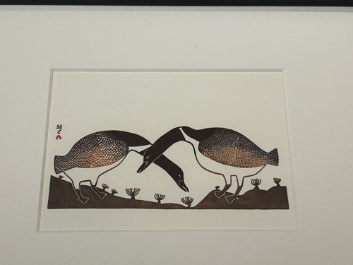 Geese feeding by - feeding’,
