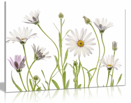 Cape daisies canvas - daisies, print