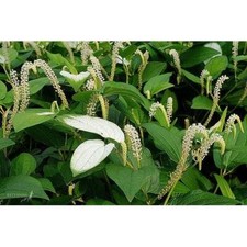 Saururus chinensis (Chinese