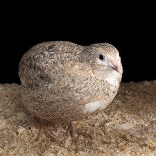 Coturnix Quail Eggs From