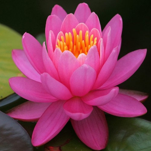 Pink live hardy water - pink,