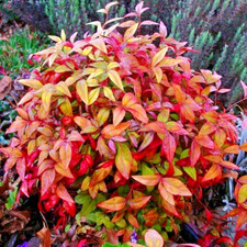 Nandina Domestica Fire Power