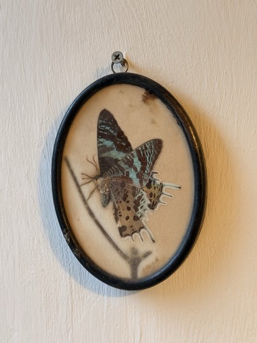 Victorian vintage madagascan - -,