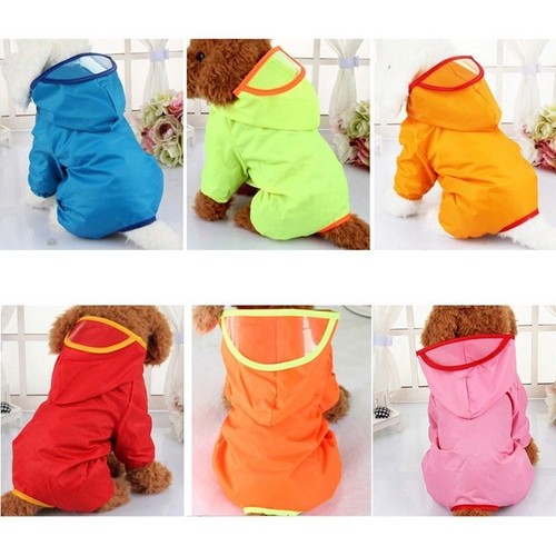 Pet dog rain - pet, cute