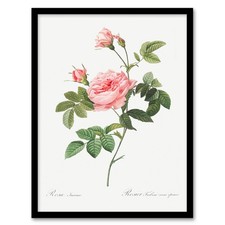 Pierre Joseph Redoute Framed