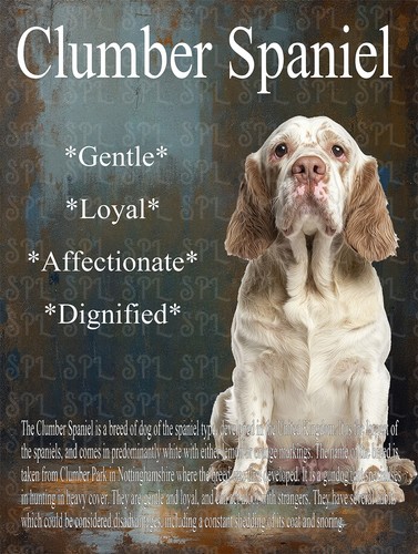 Clumber spaniel breed - spaniel,
