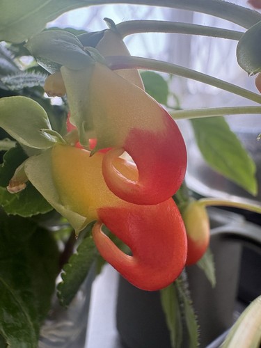 Large parrot plant congo - x,