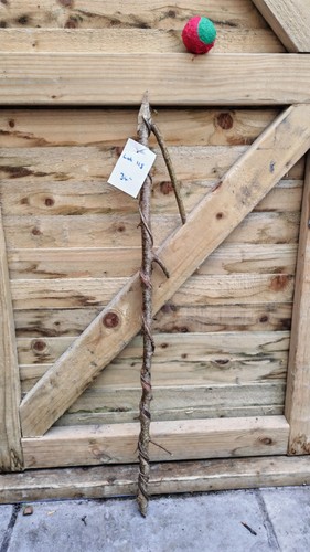 Twisted twisty wood hazel - twisted,
