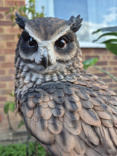 Long eared owl realistic - long,