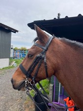 Vortex Double Bridle Cob size