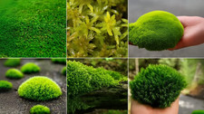 Live moss bundle mixed fresh - bundle,