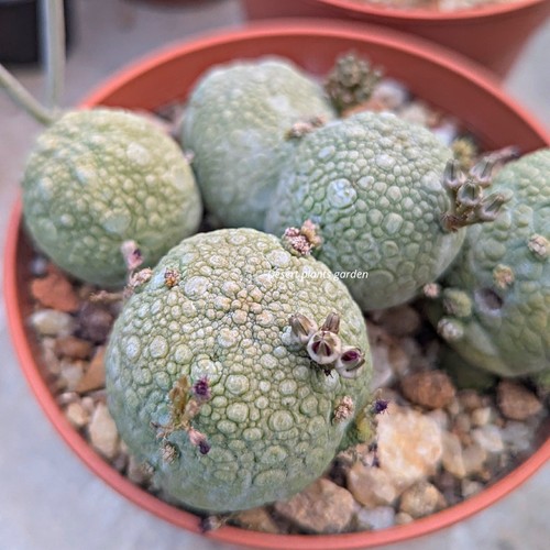 Pseudolithos migiurtinus - , 10