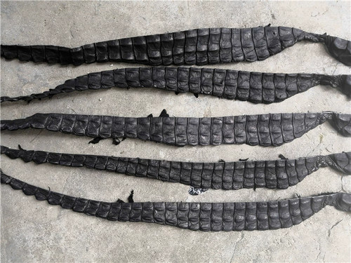 1pcs real crocodile bone - 1pcs,