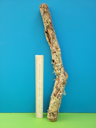 Cork bark branch 53cm - bark,