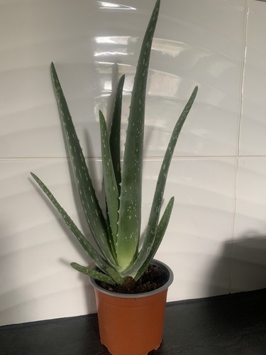 Aloe door plant 50 - door, 40-50
