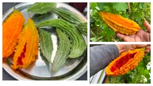 Bitter gourd seeds grown - gourd, uk