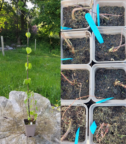 Gardeners hop plants 9cm - gardeners, plants-9cm/1