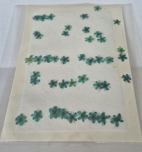 Dried pressed flowers sheet - flowers,