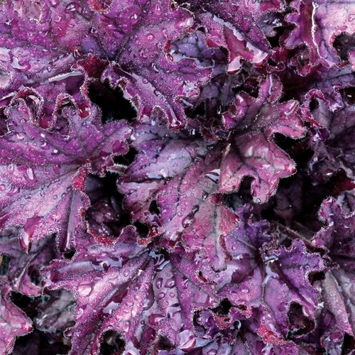 Heuchera forever purple - heuchera, ‘forever