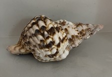 “Triton’s Trumpet”