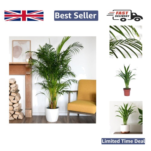 Tropical areca palm indoor - tropical,