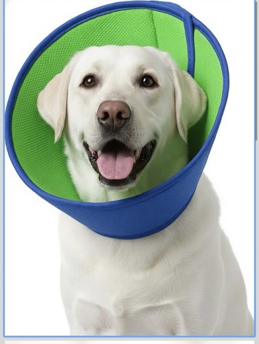 Adjustable dog cone - adjustable,