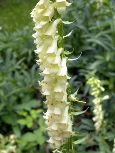 Digitalis lutea yellow - digitalis,
