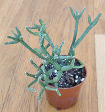 Rhipsalis baccifera -
