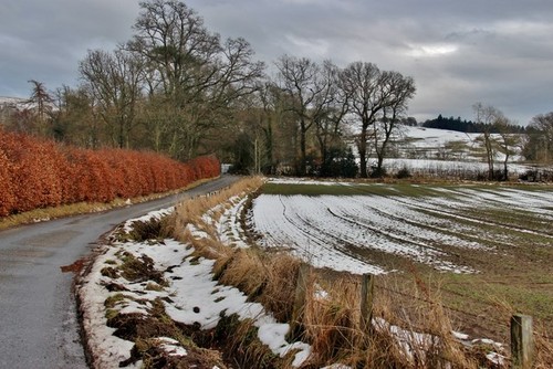 Photo 6x4 beech hedge near - 6x4,