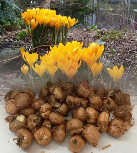 1000 yellow crocus - yellow, (vernus)