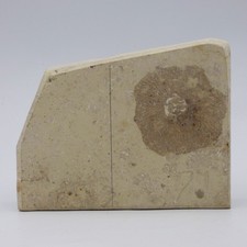 Jurassic Fossil  Basket Sponge