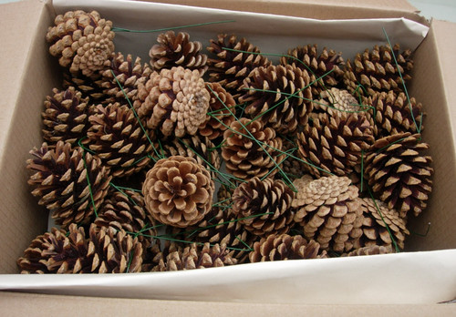Pine fir - 50, pine/fir
