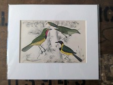 Antique 19thC Bird Print