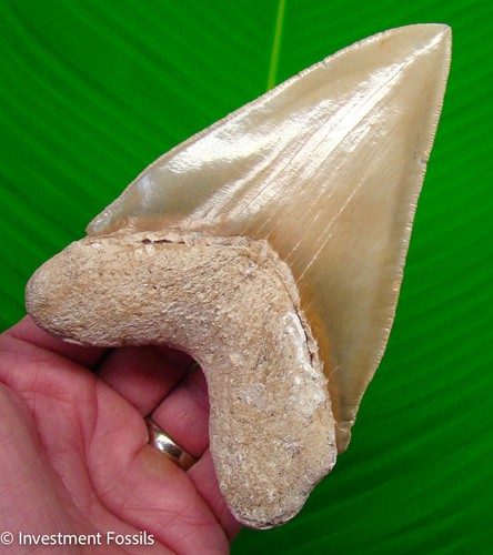 Megalodon shark tooth - ,