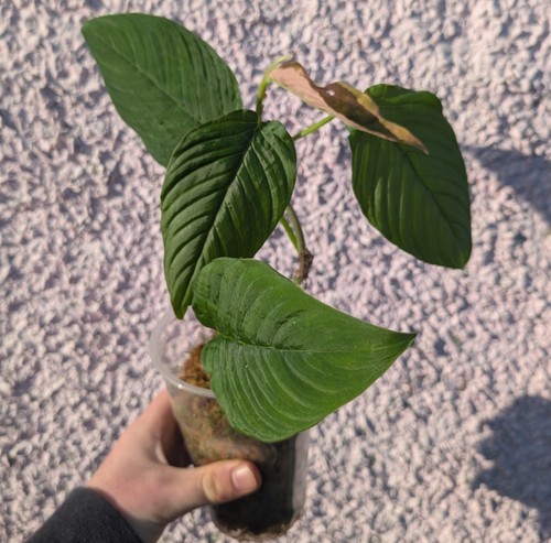 Philodendron squamipetiolatum