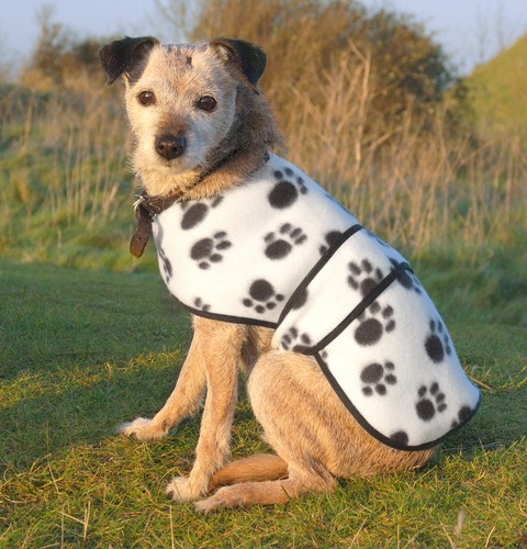 Fleece lightweight dog - fleece, in