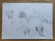 Bison Buffalo Studies Sketches Africa Drawing Willi Lorenz 1901-1981 36x51cm 