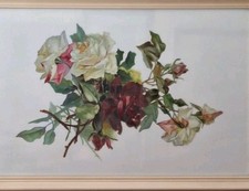 Flowers Roses on a White