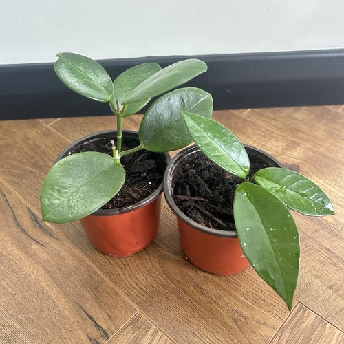 Healthy hoya starter plant - healthy,