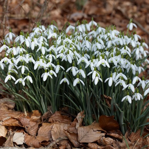 15x traditional snowdrop - 15x,