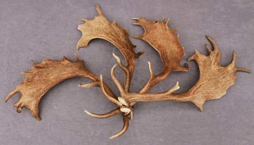 Shed fallow deer - shed,
