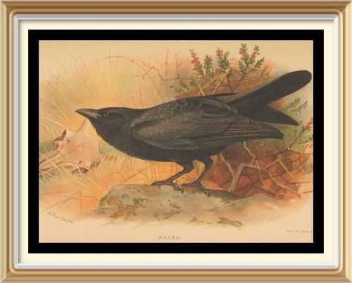 Wildlife bird art scottish - wildlife,