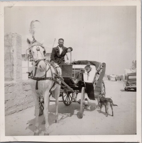 1954 photo arab horse carriage - photo,