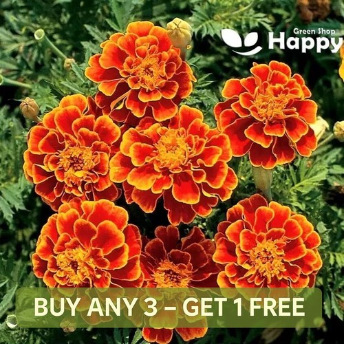 French marigold queen - french,
