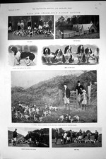 Old Print 1901 Stoodleigh Basset Hounds Jupiter Hounds Fox Hunting Sport 20th