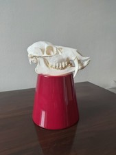 Chinese Water Deer Buck Skull