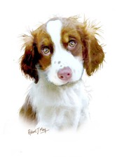 English Springer Spaniel Pup